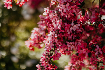 Pink Blossom Tree in Full Spring Bloom