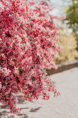 Pink Blossom Tree in Full Spring Bloom