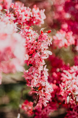 Pink Blossom Tree in Full Spring Bloom