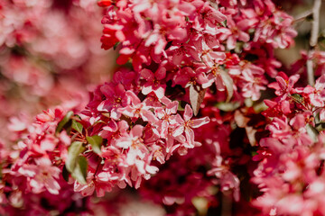 Pink Blossom Tree in Full Spring Bloom