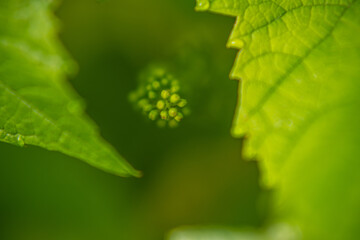 Spring time in the garden