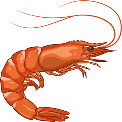 vector shrimp, isolated, editable, clean lines