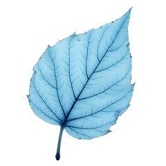 green leaf isolated on white