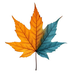 maple leaf isolated on white