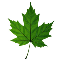 maple leaf isolated