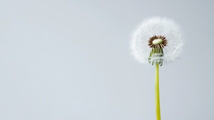 Obraz premium Single dandelion seed head against a light gray background.