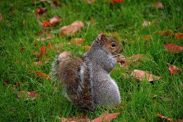 Grey Squirrel sat up eating a nut