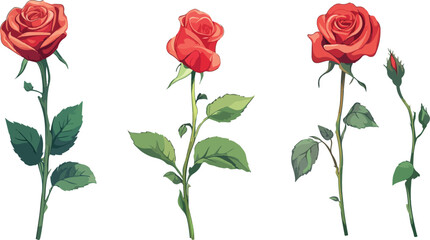 Naklejka premium Elegant Vector Illustration of Red Roses in Different Stages of Bloom Perfect for Valentine s Day Wedding Invitations or Romantic Design Projects on a