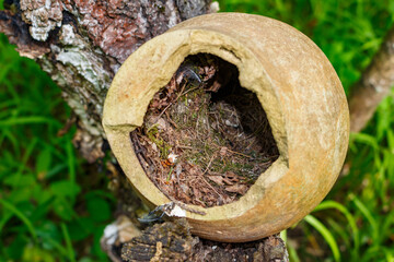 Bird's nest built inside an old broken ceramic jug found in the woods