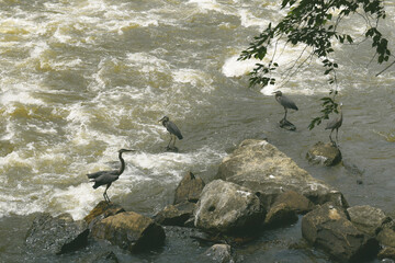 Herrings at Twin Falls in Tennessee
