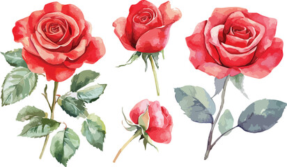 Set of Watercolor Style Red Roses and Leaves