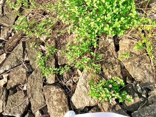 Small green plants growing over rugged rocks under bright sunlight
