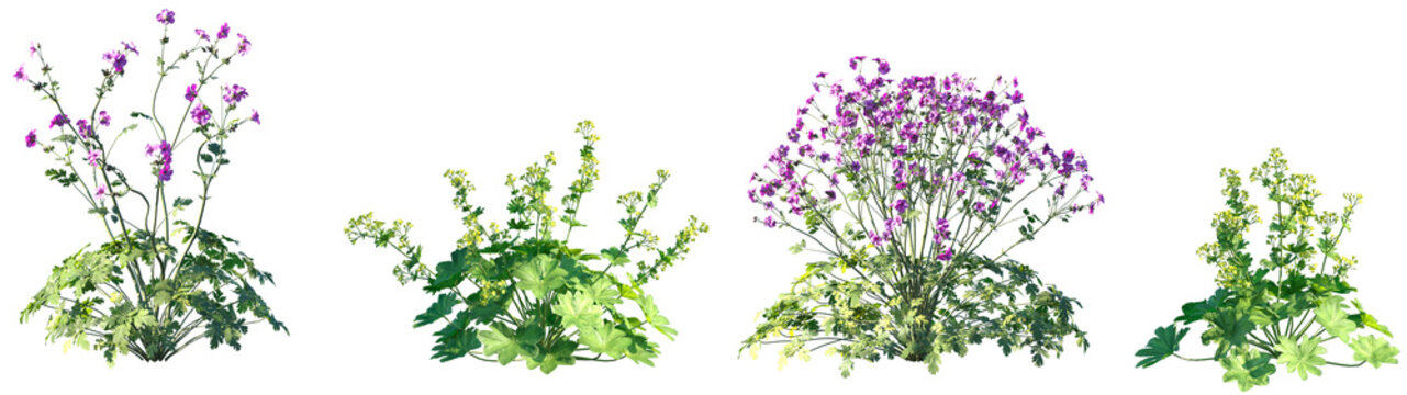 Set of Geranium palmatum and Alchemilla vulgaris frontal isolated png on a transparent background perfectly cutout high resolution