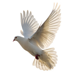 Obraz premium Dove flying isolated on transparent background Png