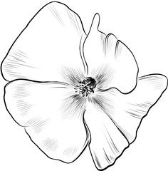 Fototapeta premium Single poppy flower with soft petals vector
