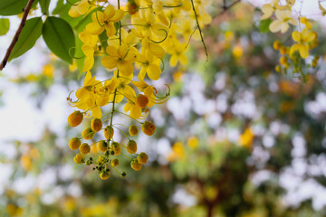 yellow flower's and leaves on a branch in India 