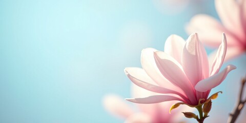 Fototapeta premium A photo of blooming spring cherry blossom against a bright blue sky