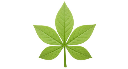Isolated green leaf