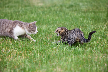 Bengal Kitten Hissing at Adult Cat on Grass Lawn