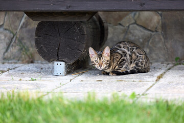 Elegant Bengal Kitten Portrait with Expressive, Captivating Eyes