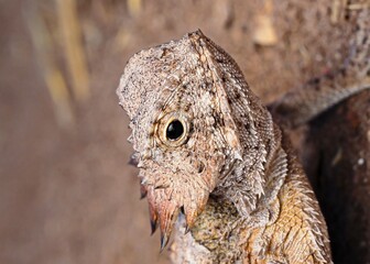 gekko 