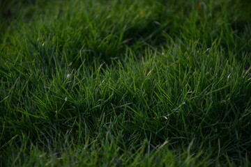 green grass background, nature, plants, greenery