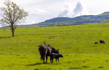Two cows with calves on a pasture with green grass