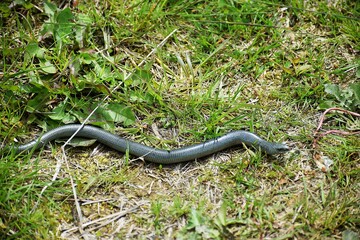 water hose on a green grass