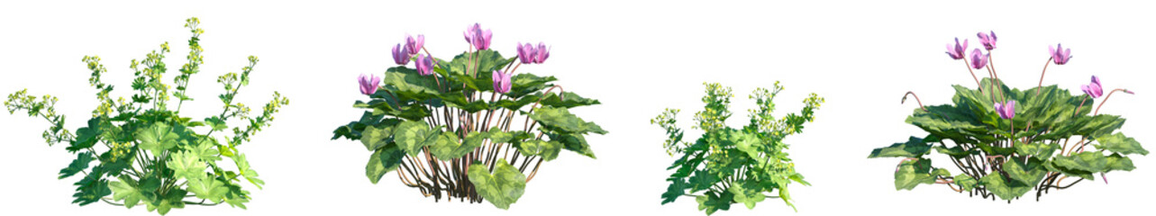 Set of Alchemilla vulgaris and Cyclamen persicum frontal isolated png on a transparent background perfectly cutout high resolution