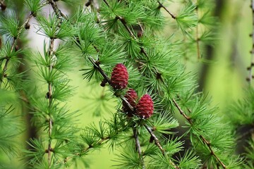 green pine cones