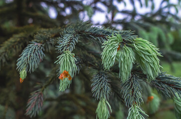 Young green-blue shoots of spruce. Texture for modern visual content. Design trends, eco-aesthetics...