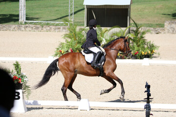 horse and rider