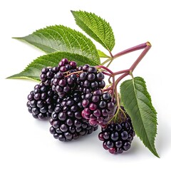Elderberry fruit on a white background