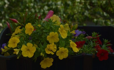 Kwiaty balkonowe. © Pawe