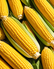 Corn still life photograph