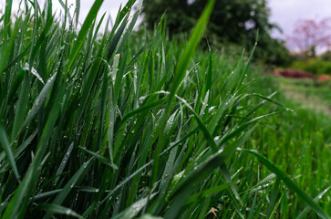 Wet green grass bent during the rain. Blurred background. Grassy wet landscape. Rainy weather concept.