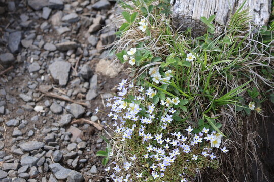 Wildflowers along the Appalachian trail