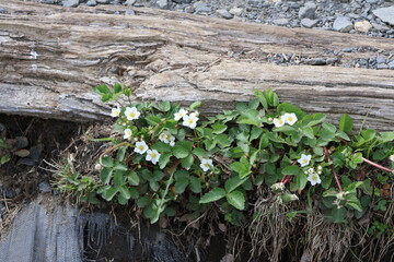 Wildflowers along the Appalachian trail
