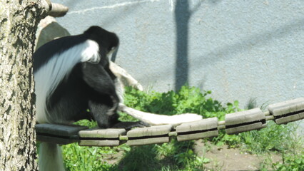 Famille de singe