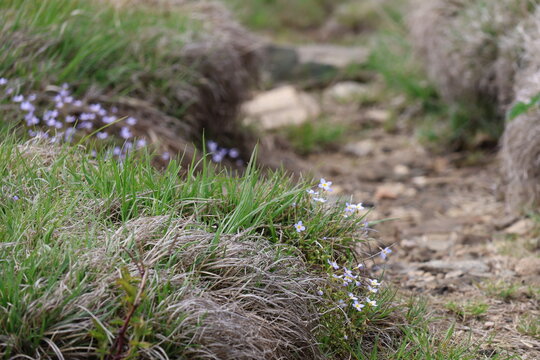Wildflowers along the Appalachian trail
