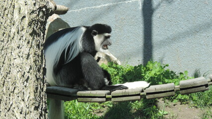 Famille de singe