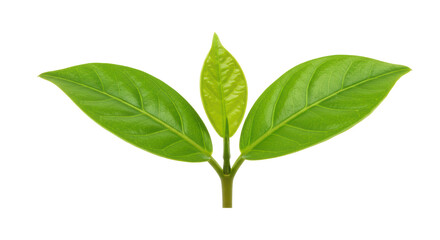 Isolated Green Leaves Sprout