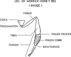 Coloring page with structure of foragial leg (leg of worker honey bee) for biology lesson