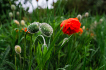 Two green buds and red poppy flower, bent under raindrops, hidden among green grass. Blurred nature...