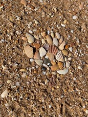 Close-up of washed-up seashells arranged on the sand in Albufeira, Portugal. Natural textures and coastal tones from the Atlantic shoreline create a peaceful beach scene.