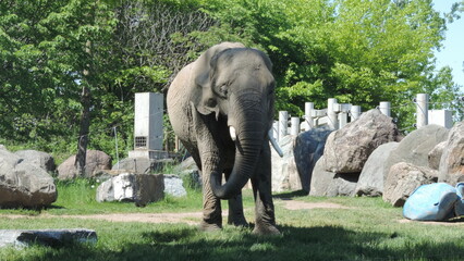 Éléphants