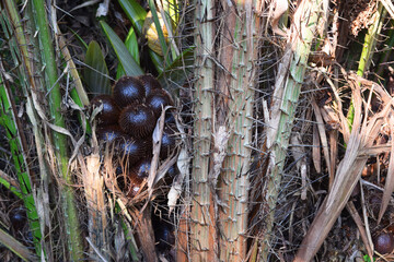 snake fruit plants in the garden