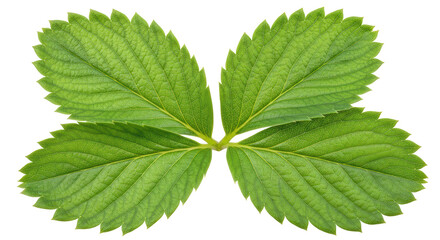 Isolated Strawberry Leaf