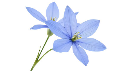 Fototapeta premium iris flower isolated on white