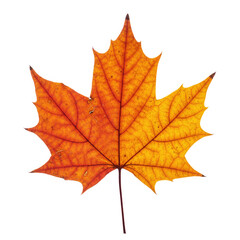 Fototapeta premium maple leaf isolated on white